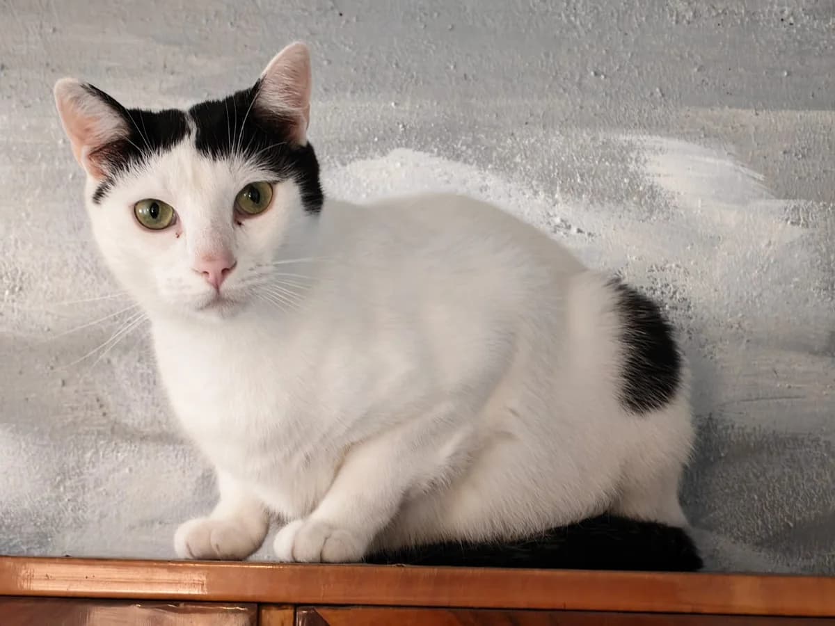 Marico, male 3yo Mixed Breed for adoption at Ein Herz für Streuner e.V., München