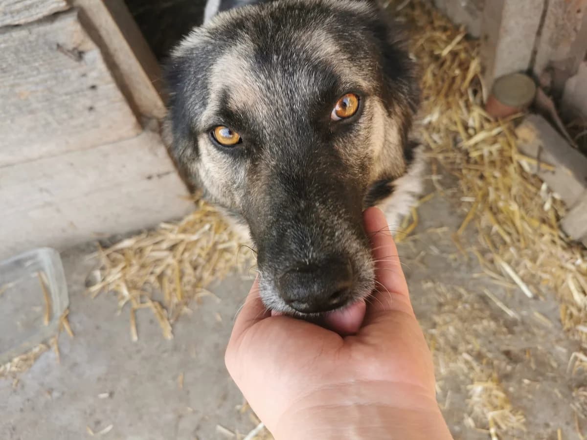 Marie, female young Mixed Breed for adoption at Ein Herz für Streuner e.V., München