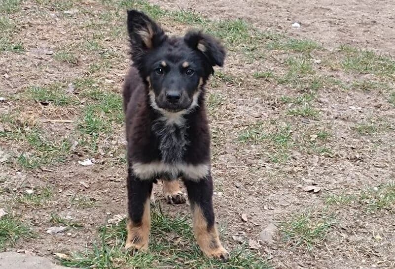Marie, female puppy Mixed Breed for adoption at Ein Herz für Streuner e.V., München