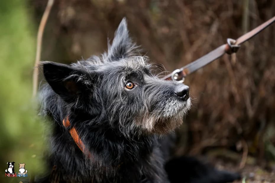Mariechen, weiß female 4yo Mixed Breed for adoption at Ein Herz für Streuner e.V., München