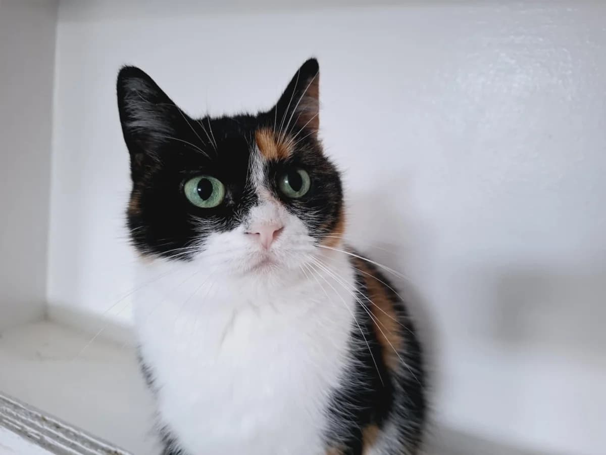 Mariella, female 7yo Mixed Breed for adoption at Ein Herz für Streuner e.V., München