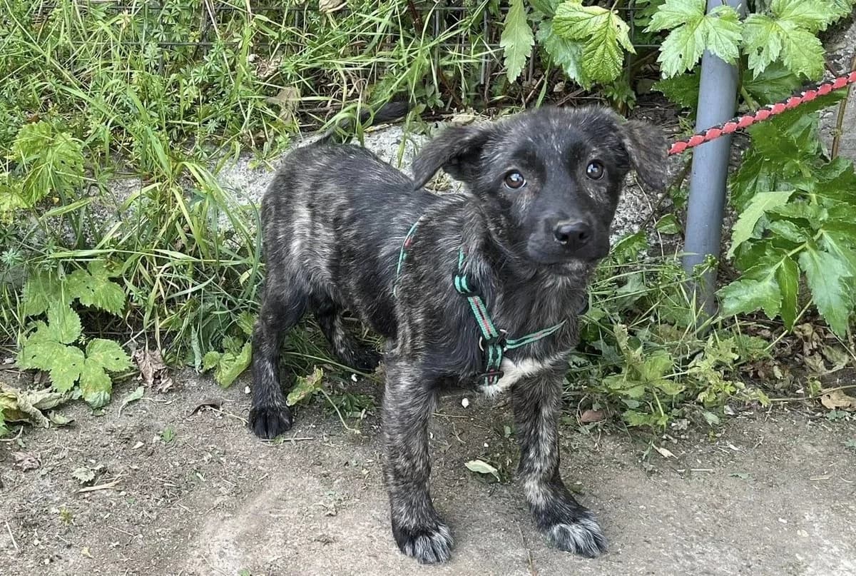 Marietta, female puppy Mixed Breed for adoption at Ein Herz für Streuner e.V., München