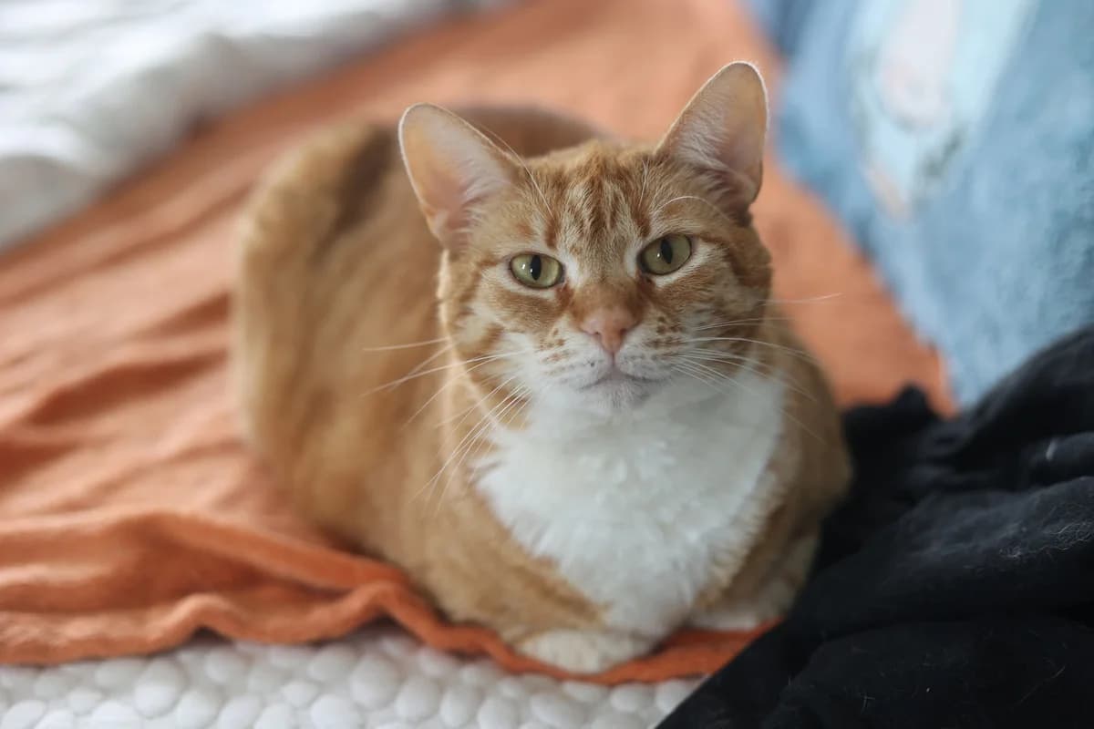 Marilyn, female 4yo Mixed Breed for adoption at Ein Herz für Streuner e.V., München