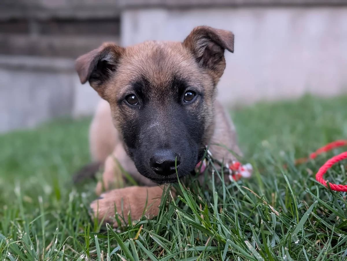 Marin, male puppy Mixed Breed for adoption at Ein Herz für Streuner e.V., München