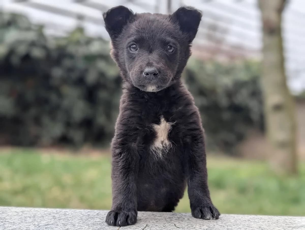 Marina, weiß female puppy Mixed Breed for adoption at Ein Herz für Streuner e.V., München