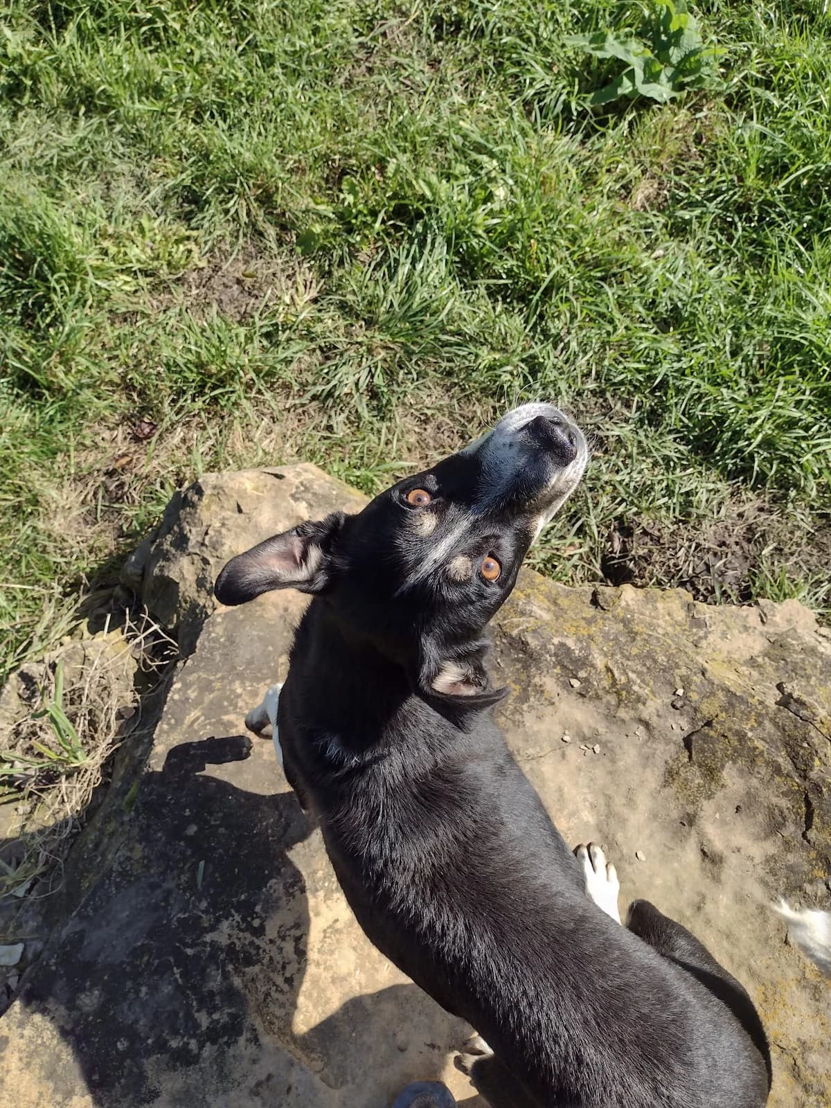 Marinus, male 3yo Mixed Breed for adoption at Ein Herz für Streuner e.V., München