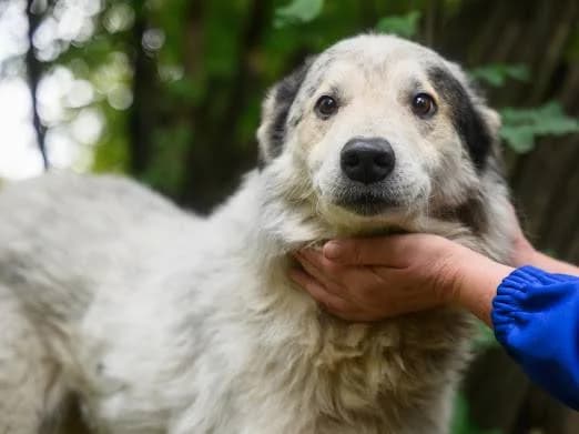 Mario, male 5yo Mixed Breed for adoption at Ein Herz für Streuner e.V., München