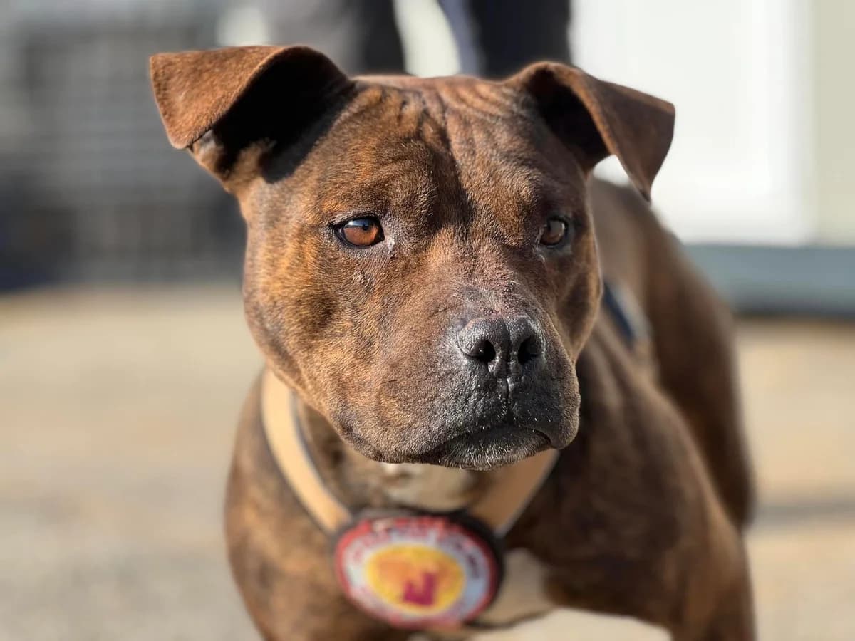 Marion, braun female 3yo Mixed Breed for adoption at Ein Herz für Streuner e.V., München