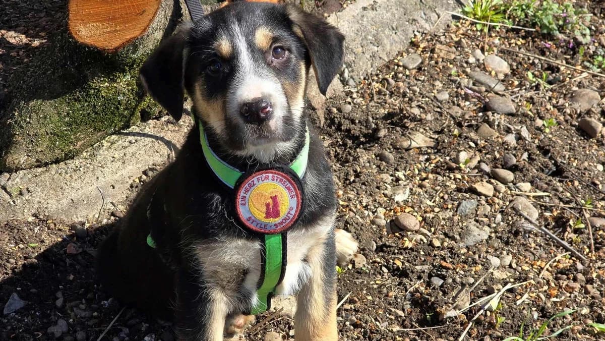 Marissa, female puppy Mixed Breed for adoption at Ein Herz für Streuner e.V., München