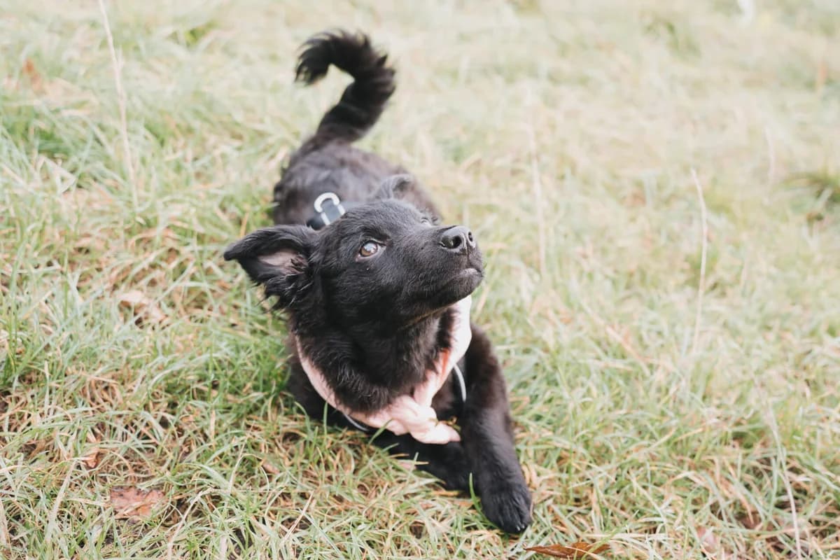 Marissa, female puppy Mixed Breed for adoption at Ein Herz für Streuner e.V., München