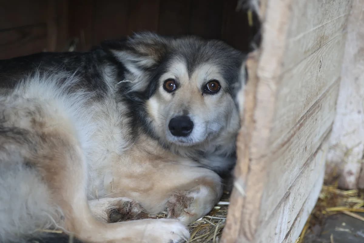 Marissa, beige female 5yo Mixed Breed for adoption at Ein Herz für Streuner e.V., München