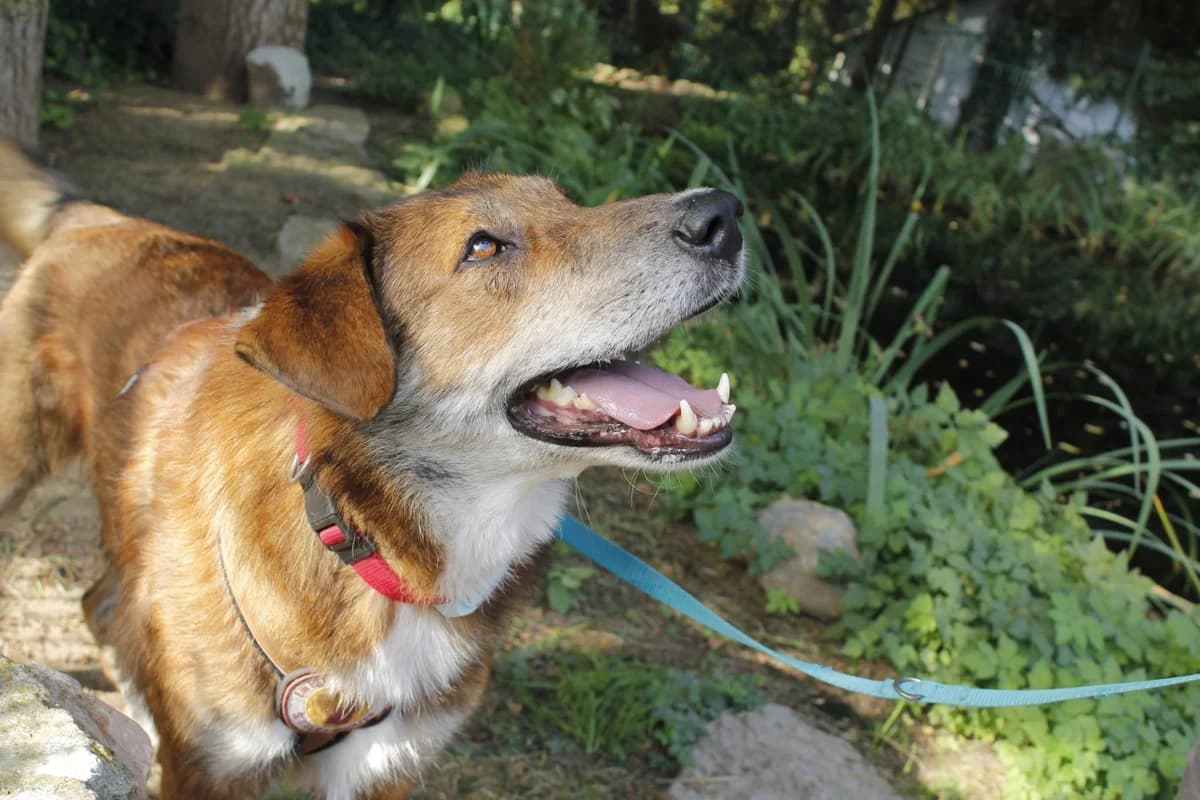Marius, male 5yo Mixed Breed for adoption at Ein Herz für Streuner e.V., München