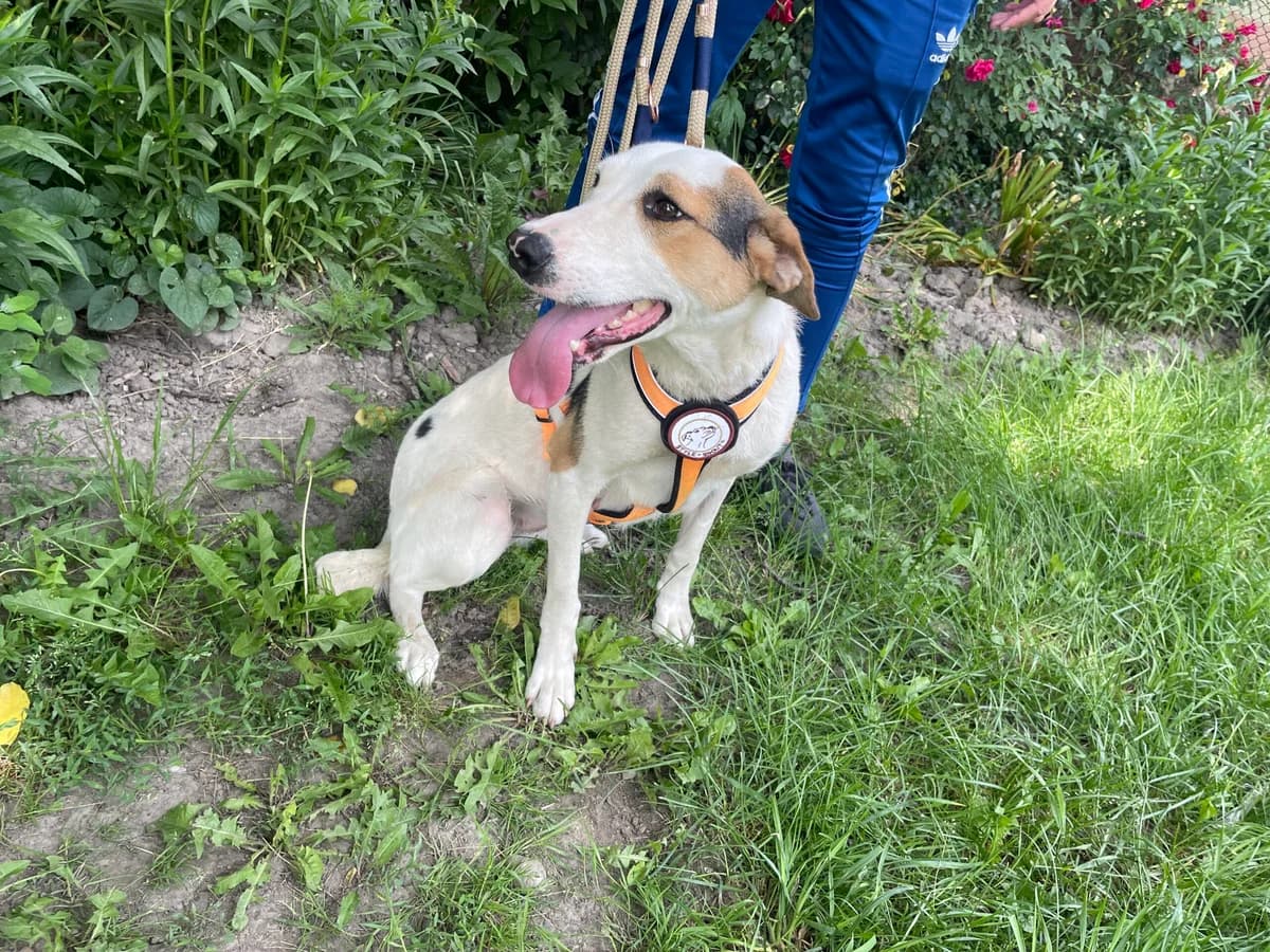 Marla, female young Mixed Breed for adoption at Ein Herz für Streuner e.V., München