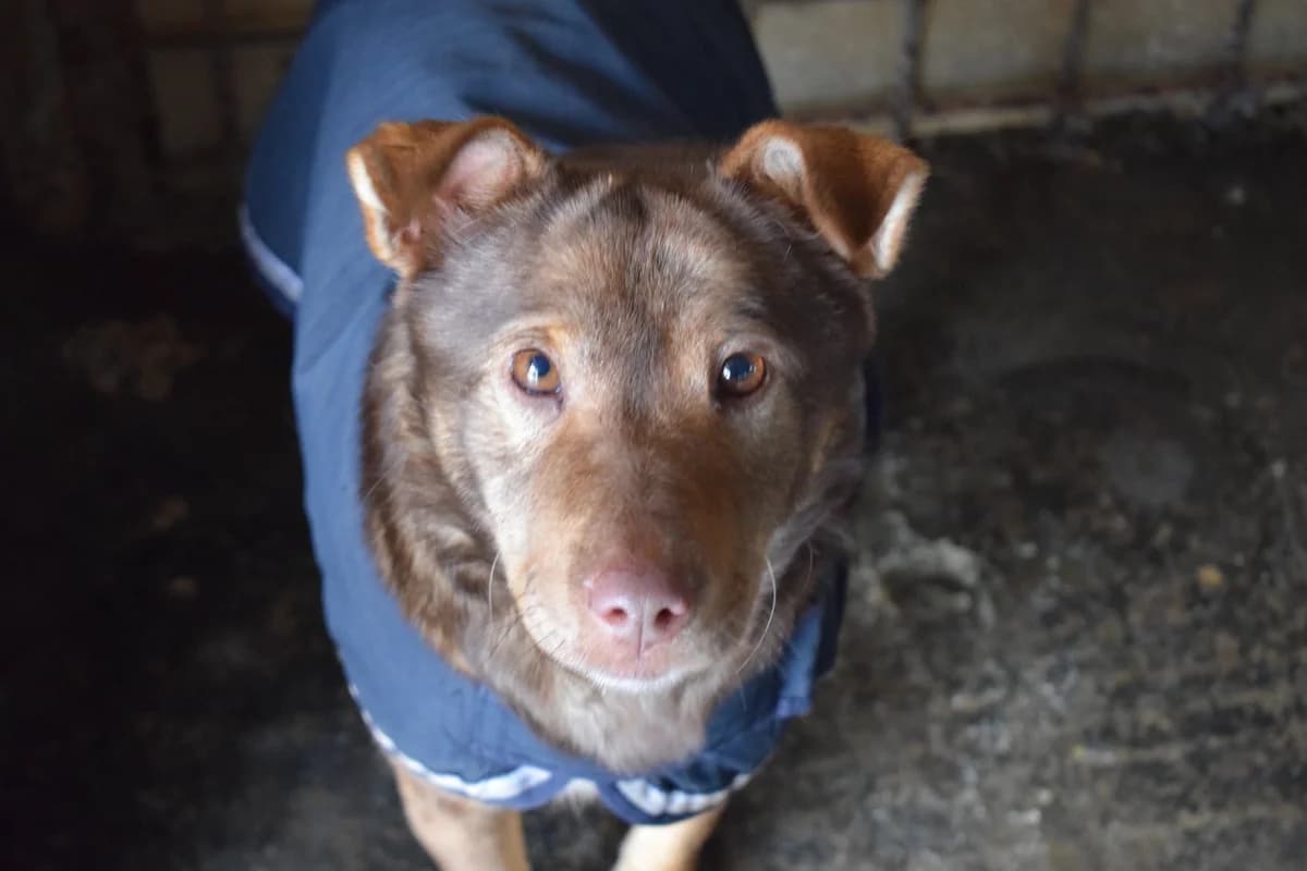 Marla, female 6yo Mixed Breed for adoption at Ein Herz für Streuner e.V., München