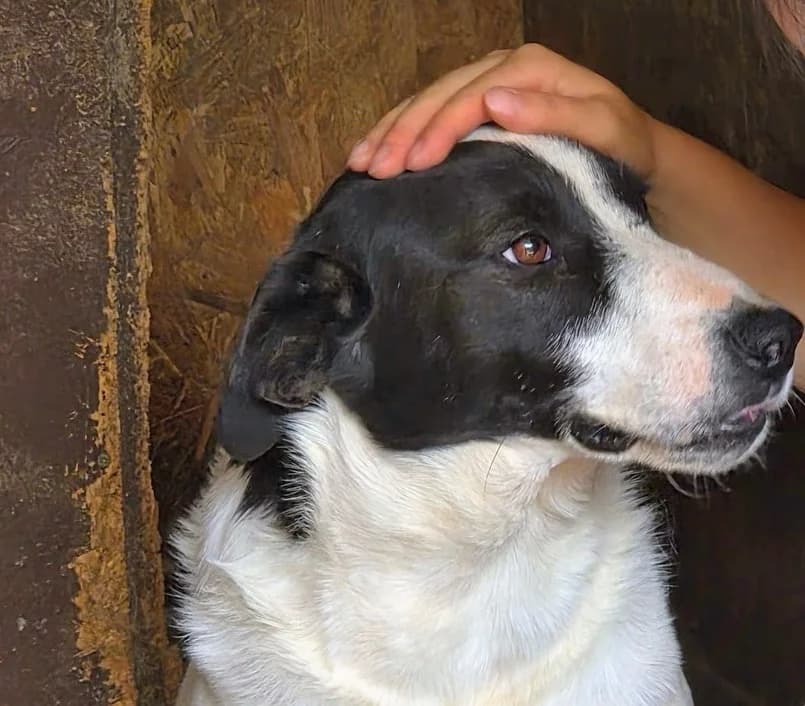 Marlene, schwarz female 5yo Mixed Breed for adoption at Ein Herz für Streuner e.V., München