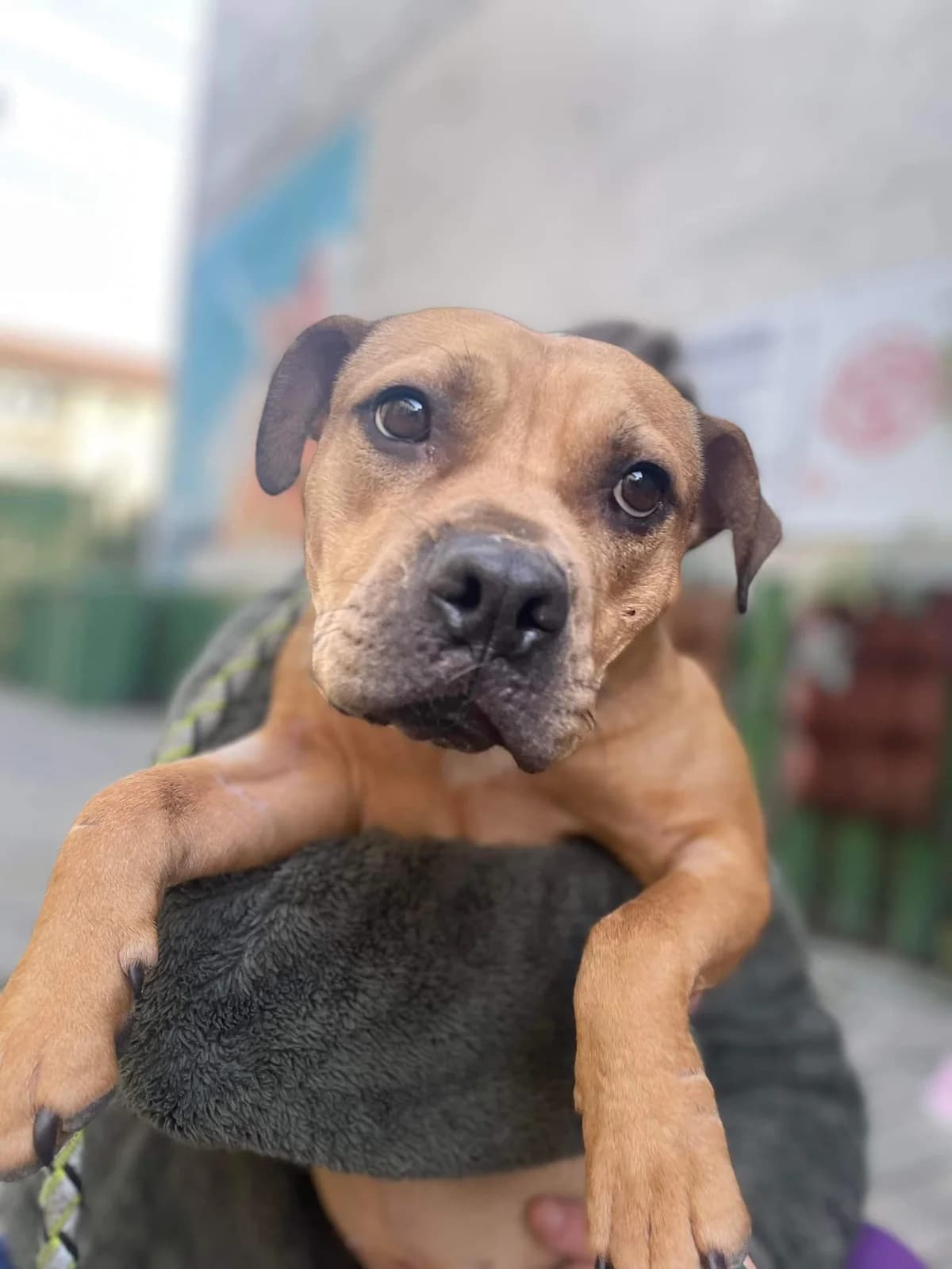 Marlene, female 4yo Mixed Breed for adoption at Ein Herz für Streuner e.V., München