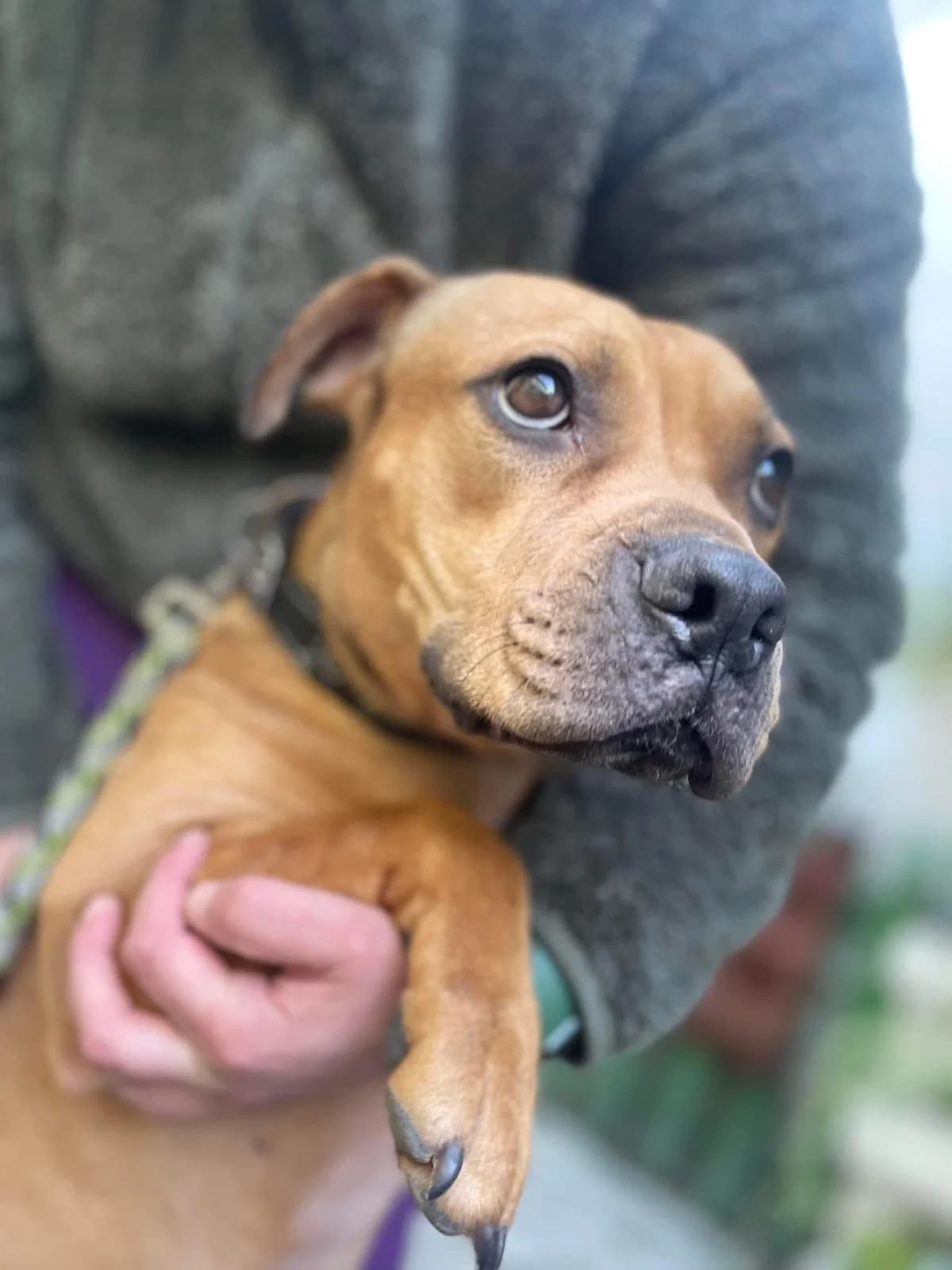 Marlene, female 4yo Mixed Breed for adoption at Ein Herz für Streuner e.V., München
