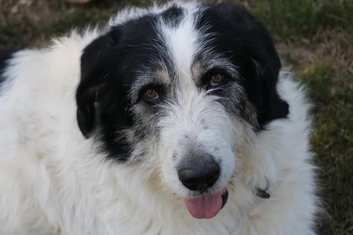 Marley, male 5yo Mixed Breed for adoption at Ein Herz für Streuner e.V., München