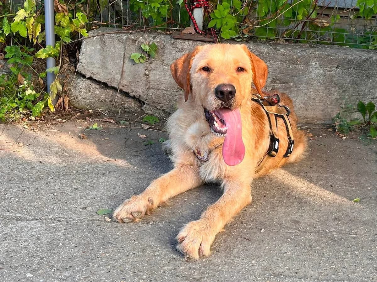 Marli, male 6yo Mixed Breed for adoption at Ein Herz für Streuner e.V., München