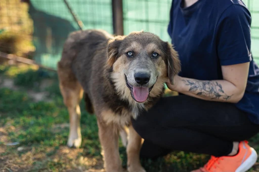 Marlia, female puppy Mixed Breed for adoption at Ein Herz für Streuner e.V., München