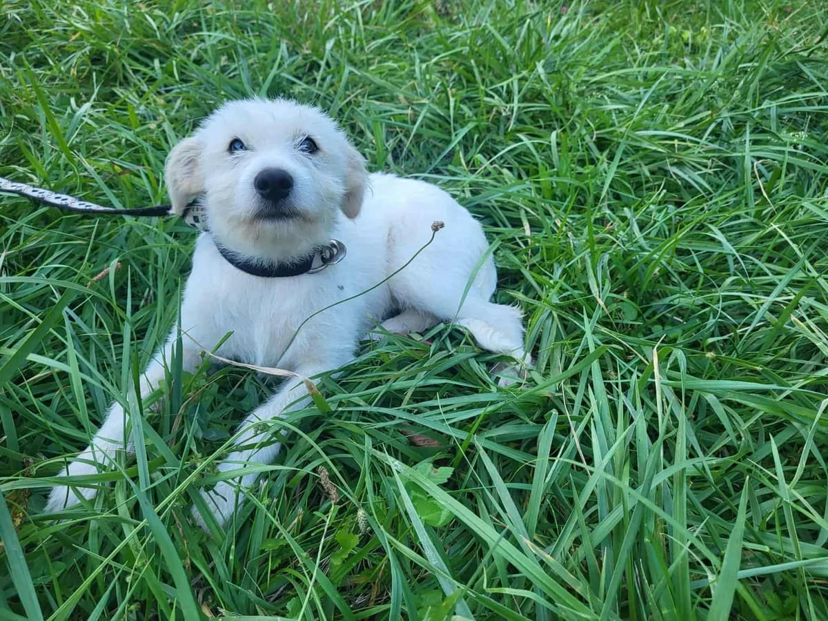 Marlies, puppy Mixed Breed for adoption at Ein Herz für Streuner e.V., München