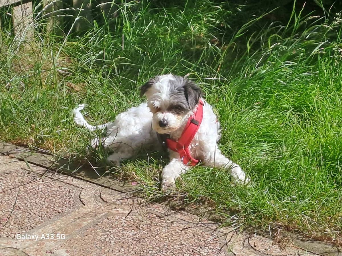 Marlin, male young Mixed Breed for adoption at Ein Herz für Streuner e.V., München
