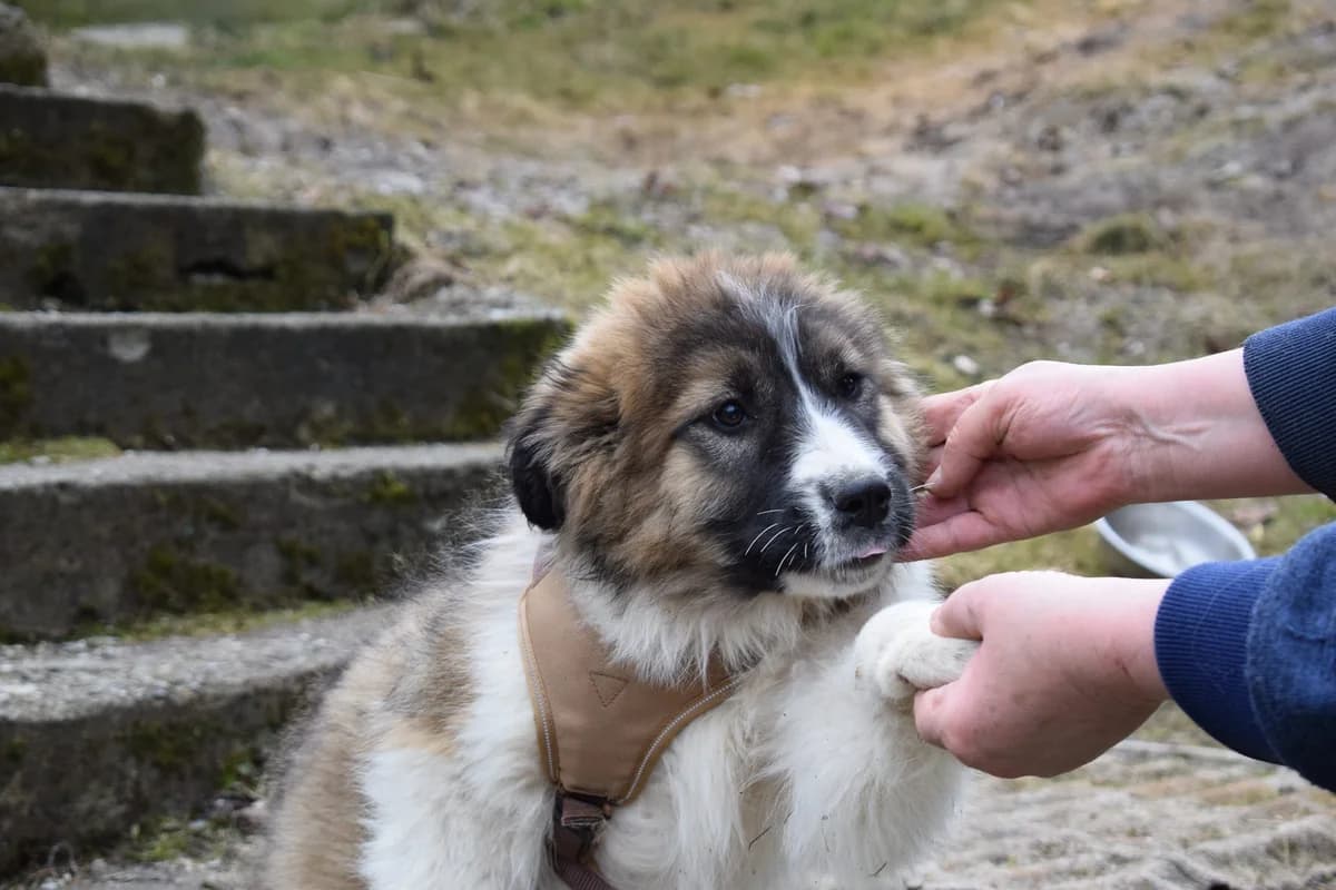 Marlita, puppy Mixed Breed for adoption at Ein Herz für Streuner e.V., München