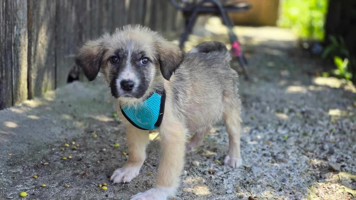 Marlo, puppy Mixed Breed for adoption at Ein Herz für Streuner e.V., München