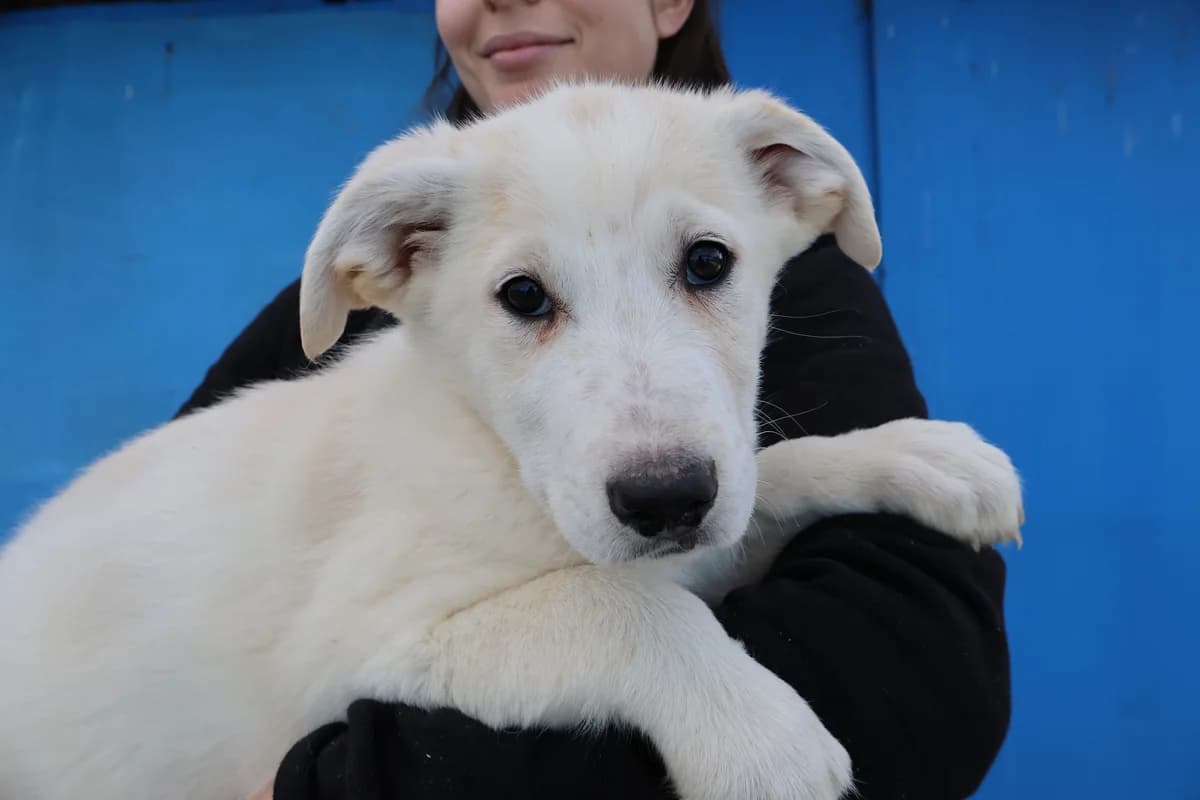 Marlo, weiß male puppy Mixed Breed for adoption at Ein Herz für Streuner e.V., München