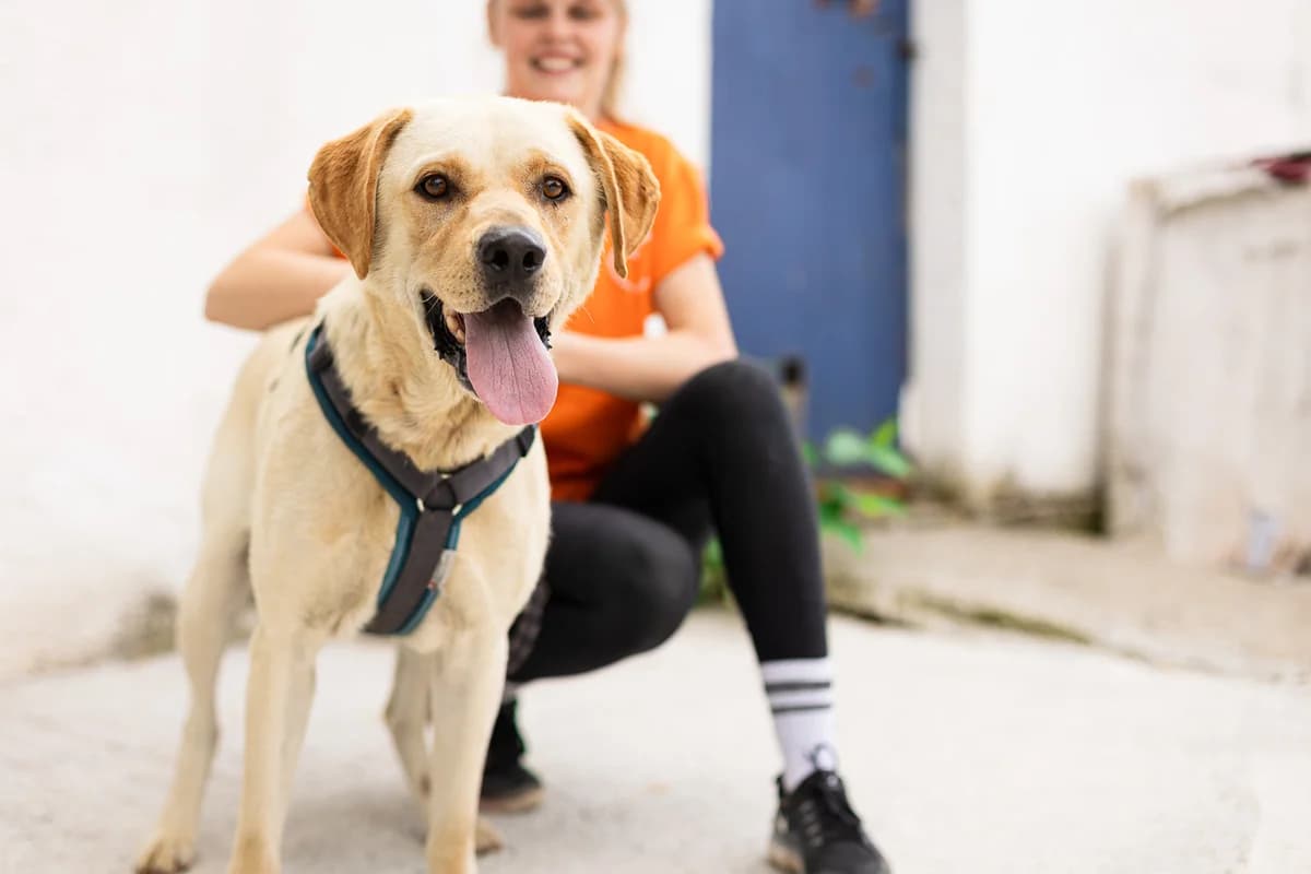 Marlon, male 3yo Mixed Breed for adoption at Ein Herz für Streuner e.V., München