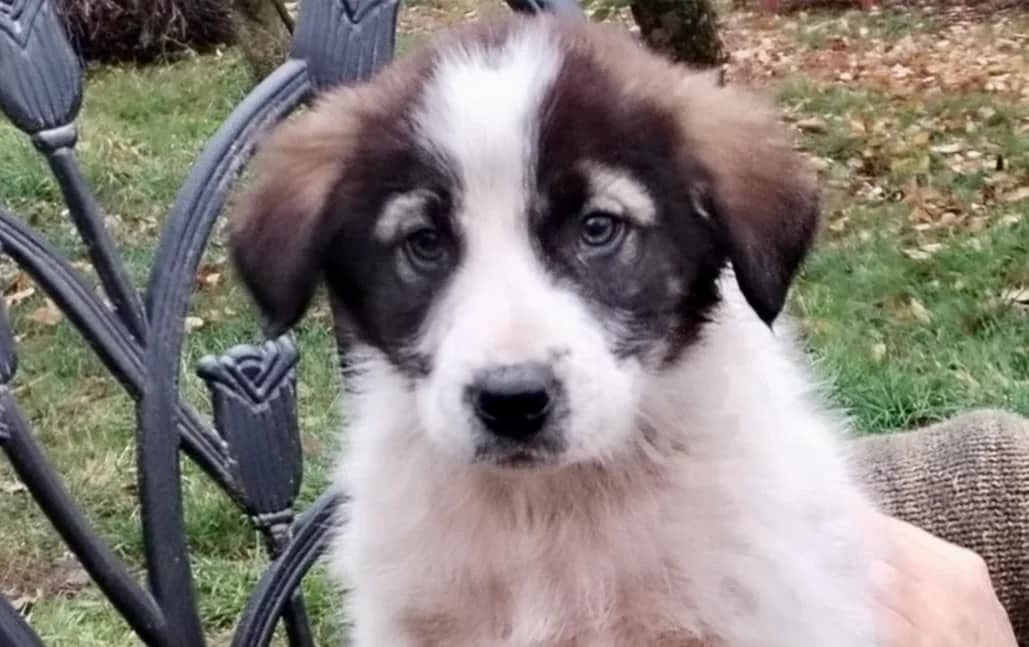 Marlon, male puppy Mixed Breed for adoption at Ein Herz für Streuner e.V., München