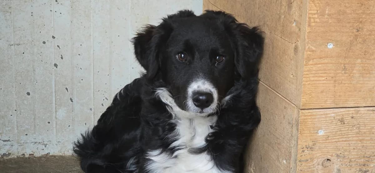 Marlon, schwarz male puppy Mixed Breed for adoption at Ein Herz für Streuner e.V., München