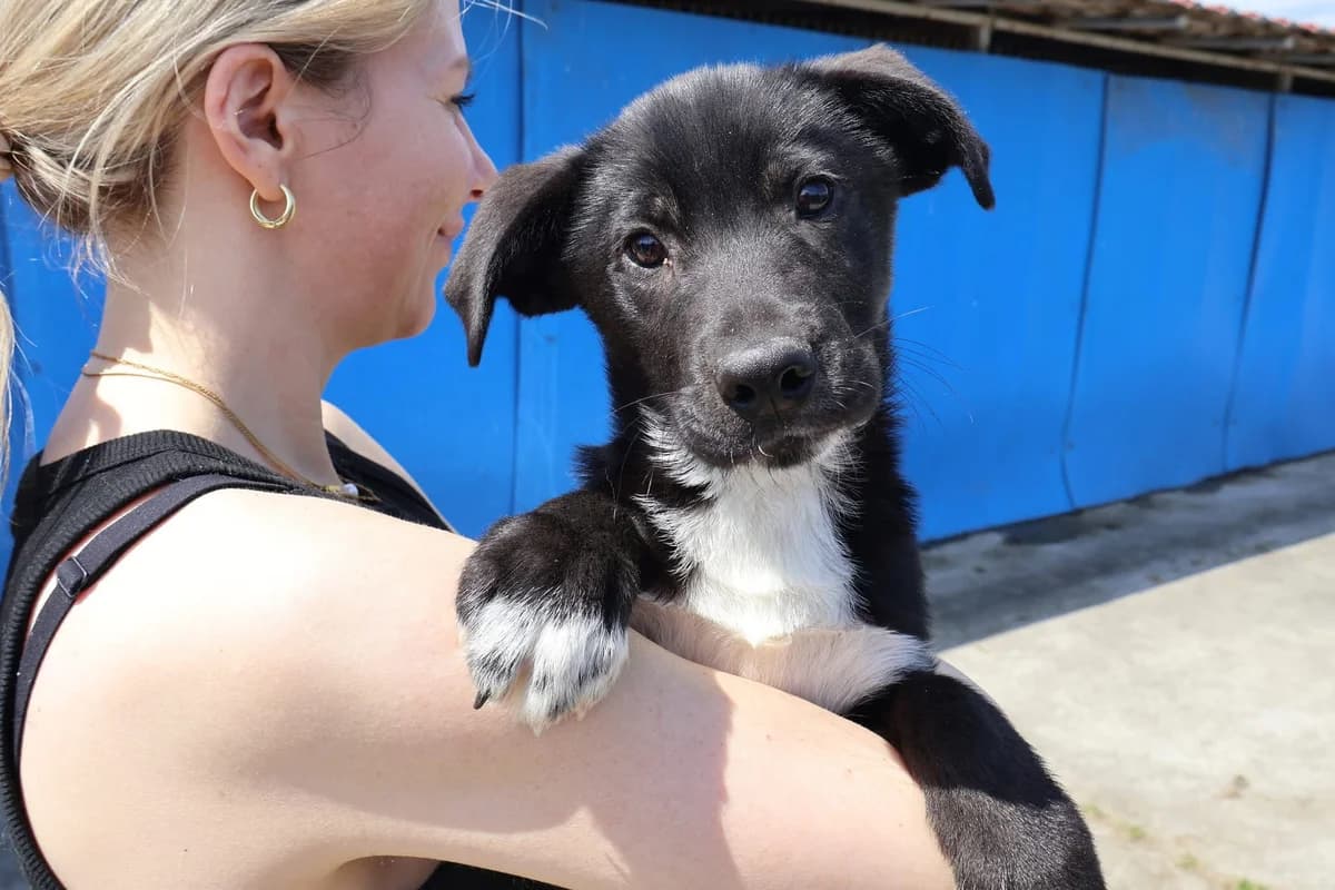 Marlon, weiß male puppy Mixed Breed for adoption at Ein Herz für Streuner e.V., München