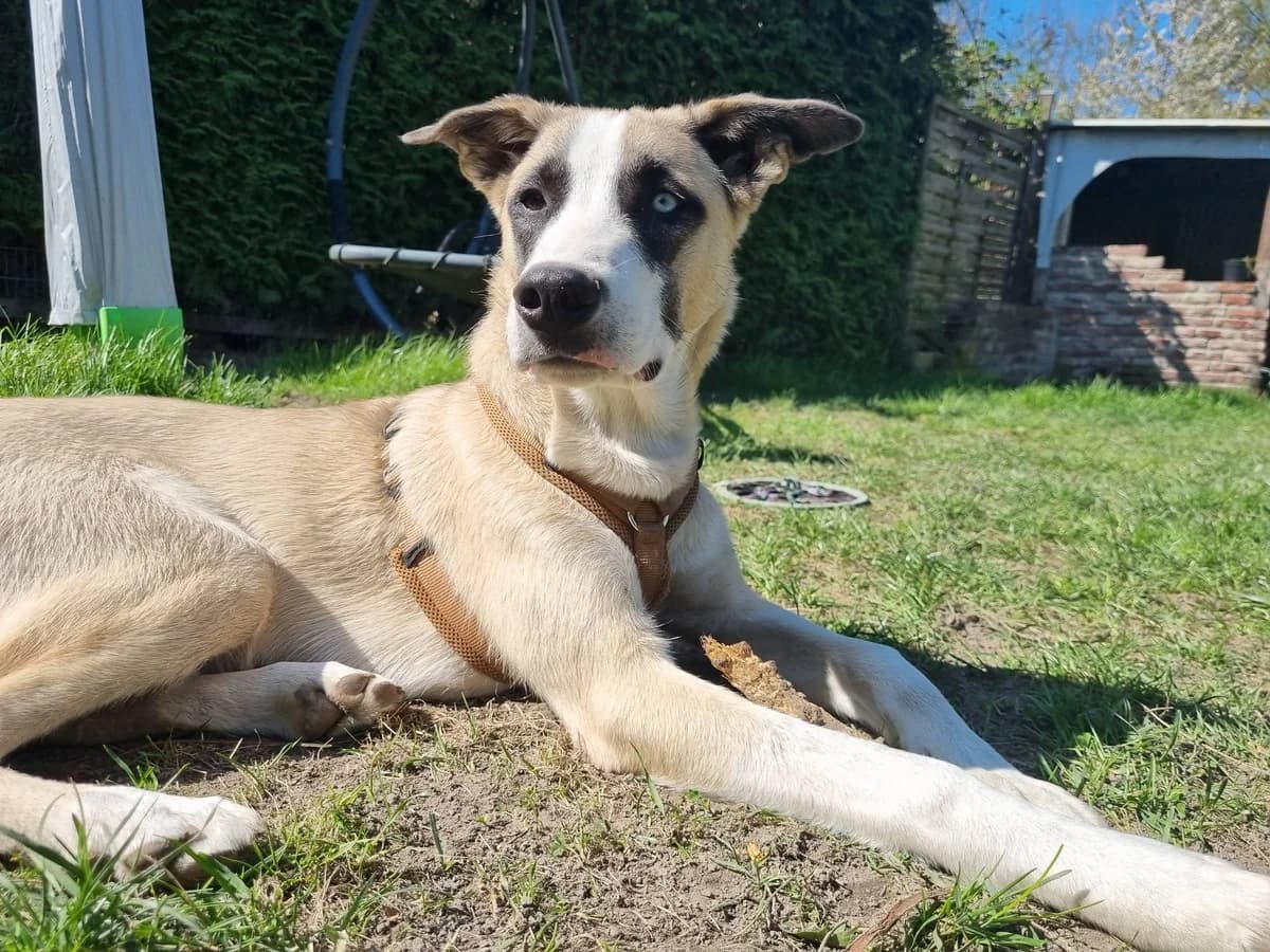 Marlow, male puppy Mixed Breed for adoption at Ein Herz für Streuner e.V., München