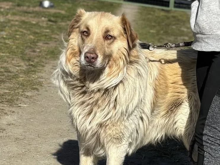 Marmor, male young Mixed Breed for adoption at Ein Herz für Streuner e.V., München