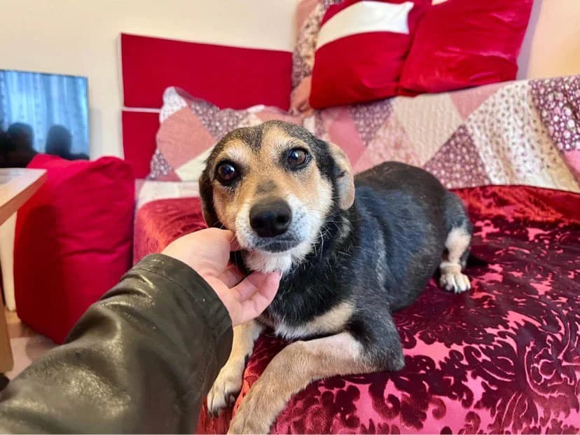 Marnie, female 3yo Mixed Breed for adoption at Ein Herz für Streuner e.V., München
