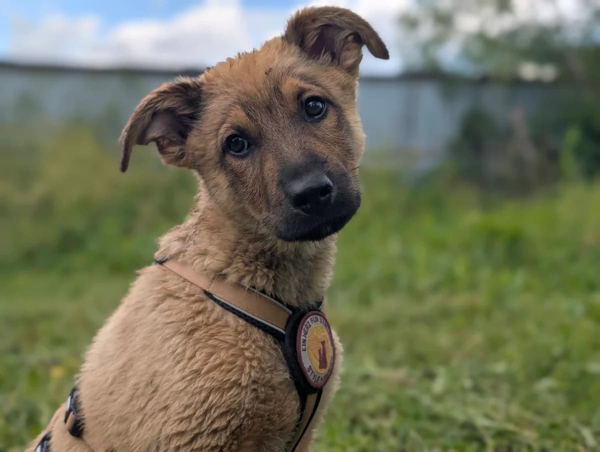 Marone, male puppy Mixed Breed for adoption at Ein Herz für Streuner e.V., München