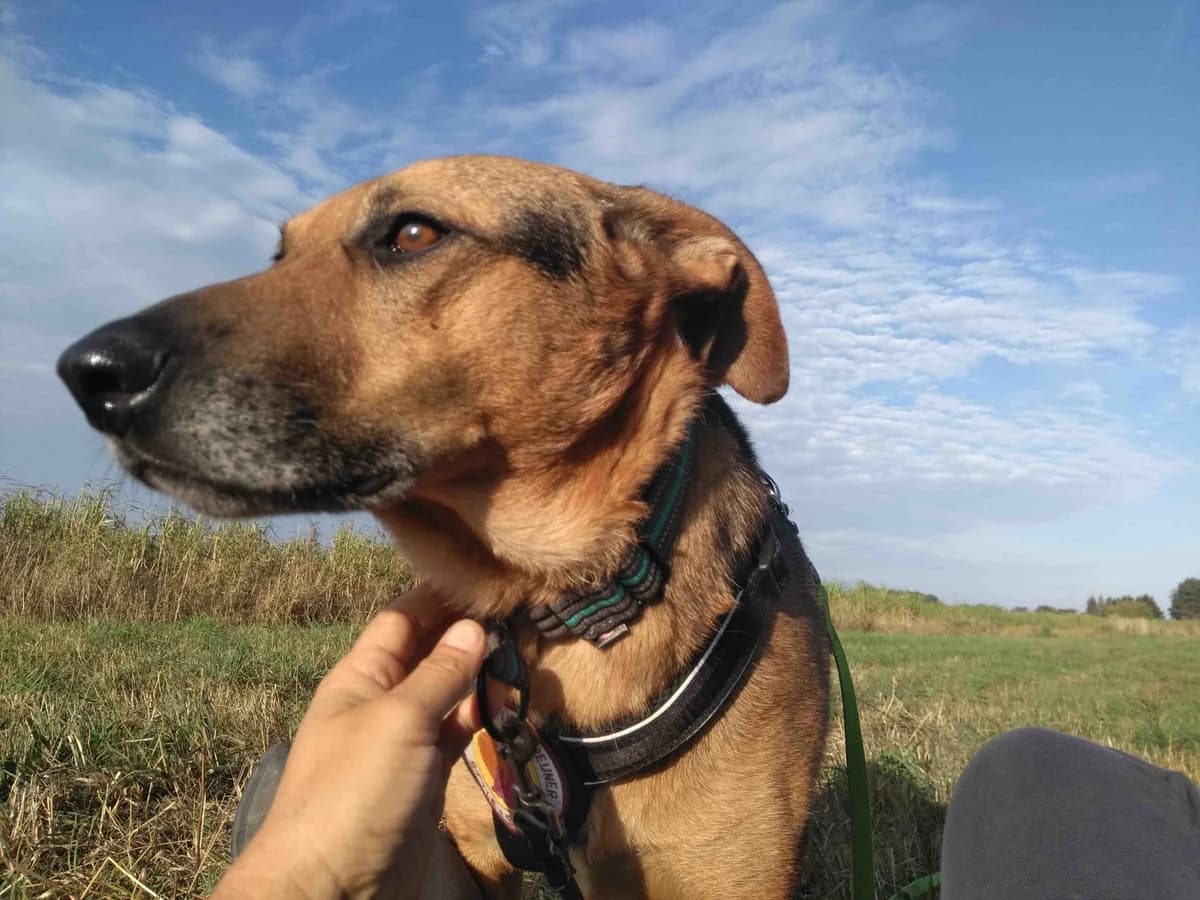 Marosh, male 4yo Mixed Breed for adoption at Ein Herz für Streuner e.V., München