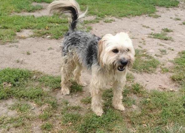 Marques, male 3yo Mixed Breed for adoption at Ein Herz für Streuner e.V., München
