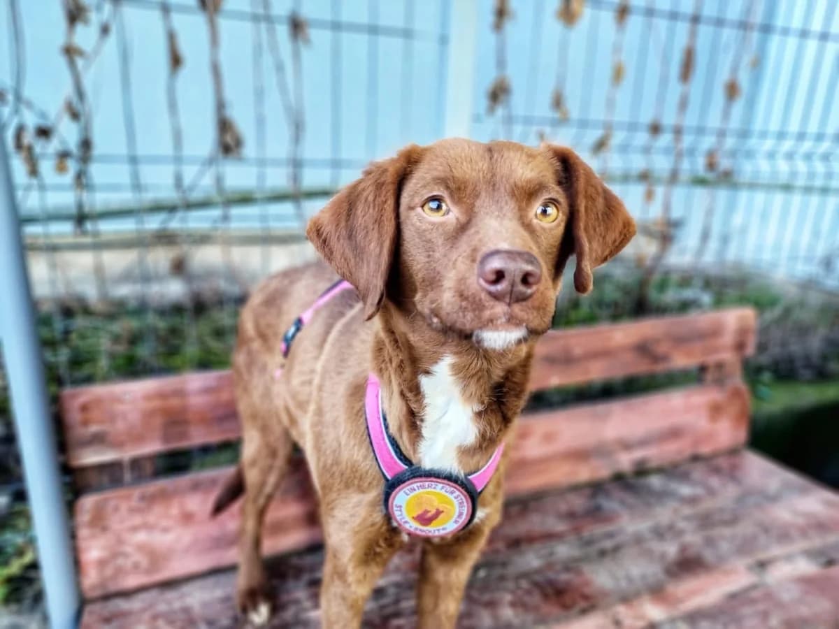 Marron, female young Mixed Breed for adoption at Ein Herz für Streuner e.V., München