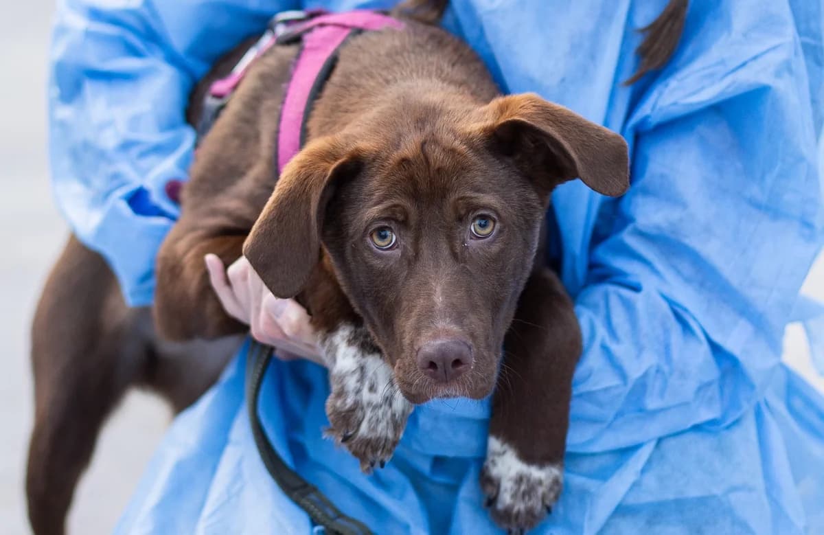 Marry, female puppy Mixed Breed for adoption at Ein Herz für Streuner e.V., München