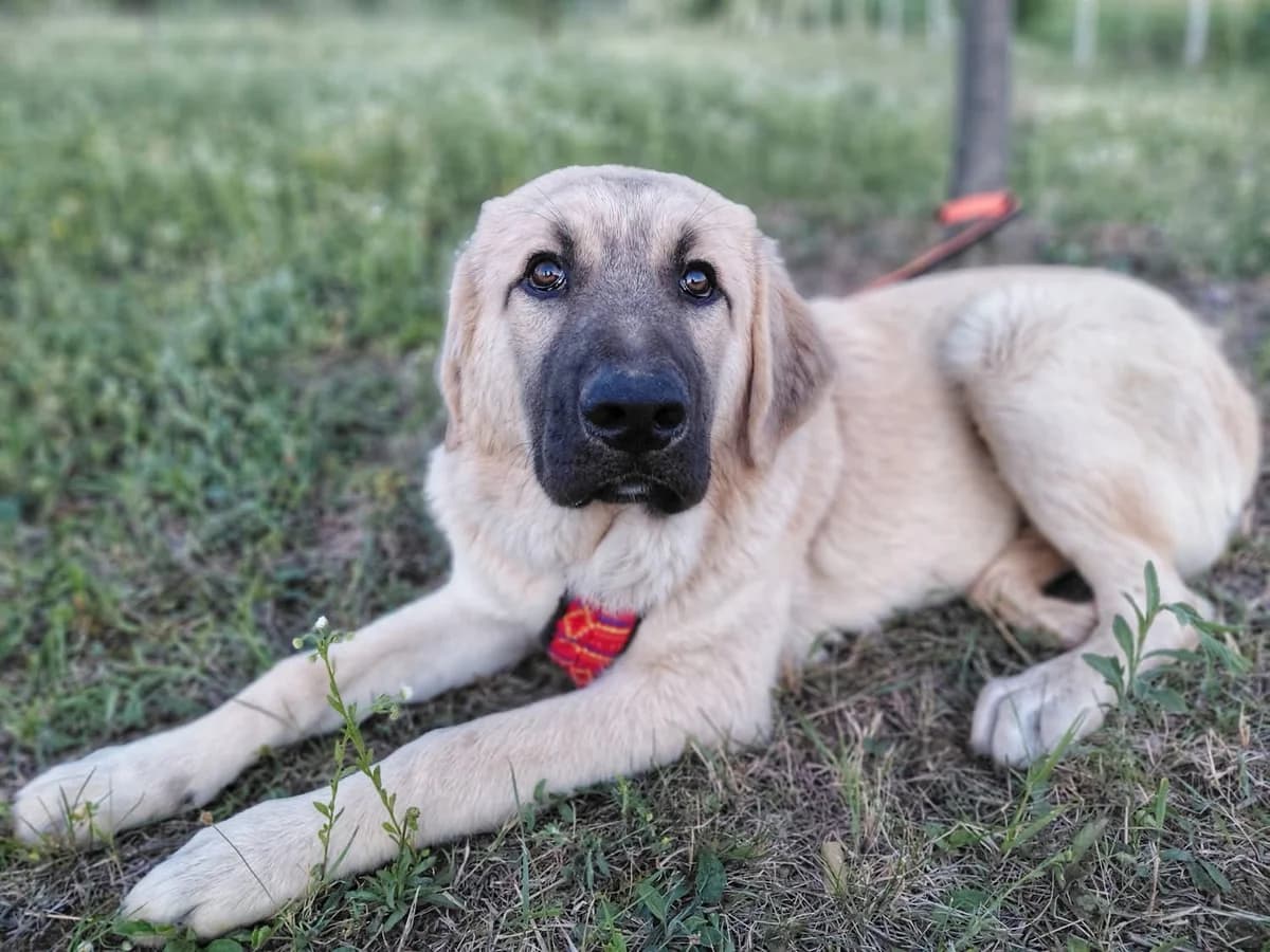 Mars, male puppy Mixed Breed for adoption at Ein Herz für Streuner e.V., München