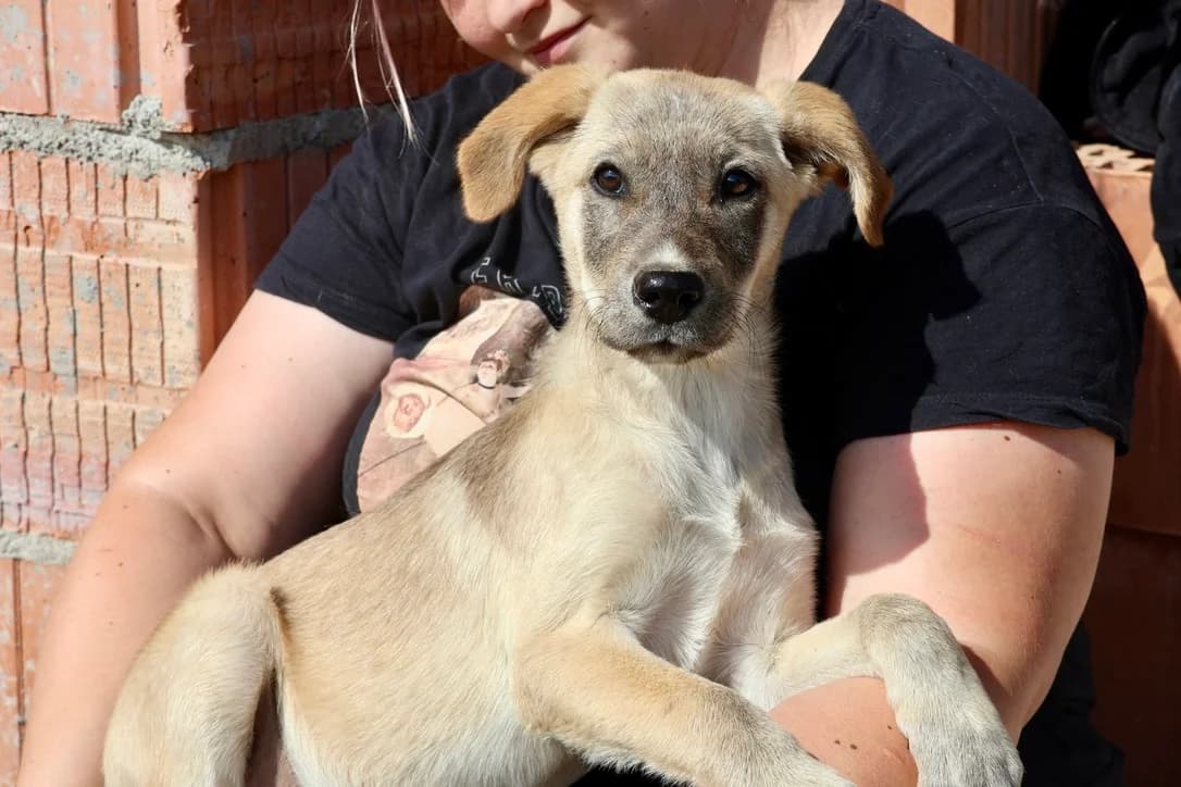 Marseille, female young Mixed Breed for adoption at Ein Herz für Streuner e.V., München