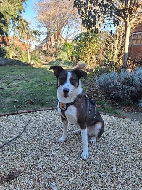 Marta, female young Mixed Breed for adoption at Ein Herz für Streuner e.V., München