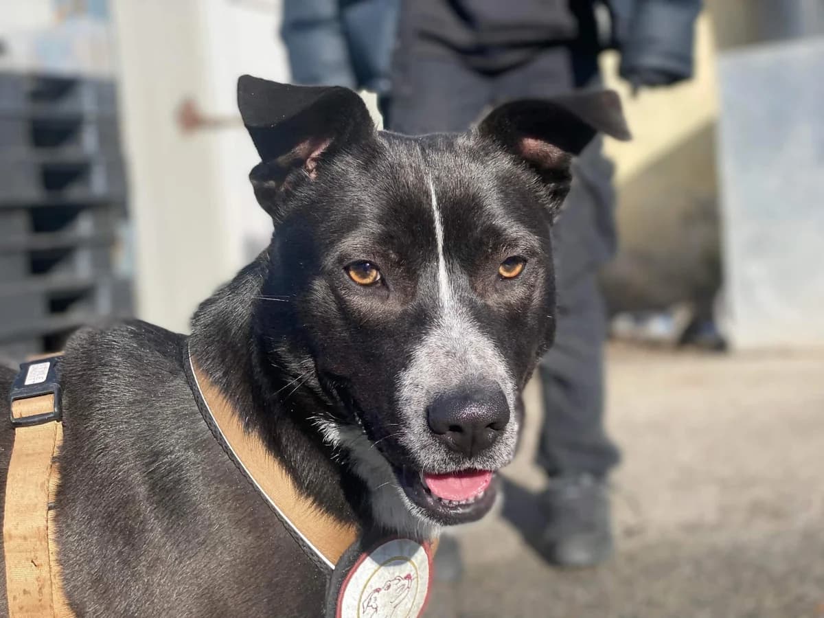 Martha, female 5yo Mixed Breed for adoption at Ein Herz für Streuner e.V., München
