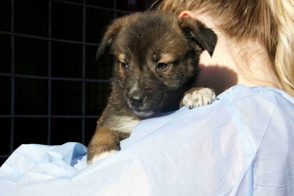 Marti, weiß male puppy Mixed Breed for adoption at Ein Herz für Streuner e.V., München