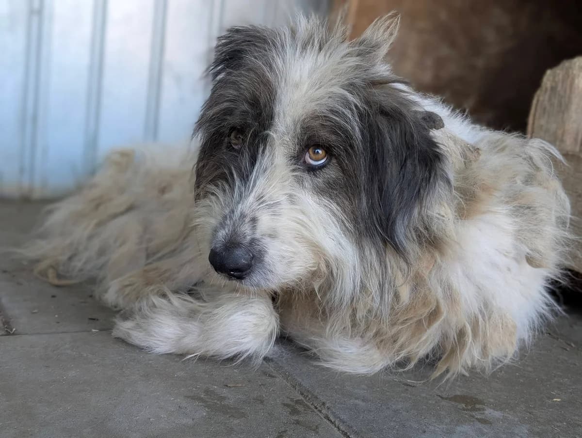 Martin Floofer King, male 4yo Mixed Breed for adoption at Ein Herz für Streuner e.V., München