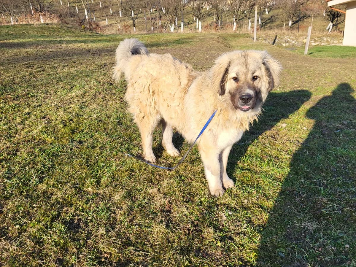 Marty, male 4yo Mixed Breed for adoption at Ein Herz für Streuner e.V., München