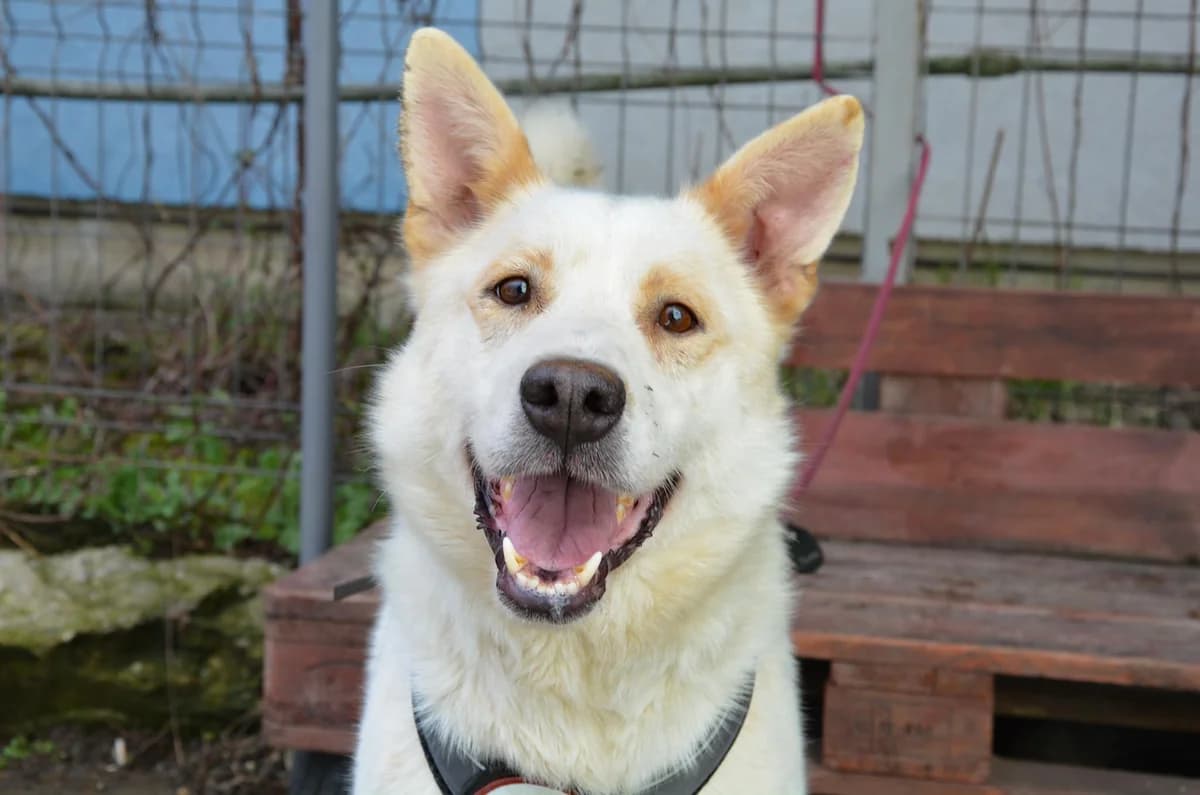 Marvel, male 5yo Mixed Breed for adoption at Ein Herz für Streuner e.V., München