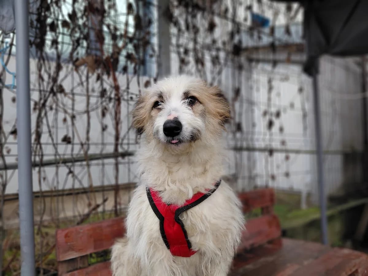 Marvi, female 5yo Mixed Breed for adoption at Ein Herz für Streuner e.V., München
